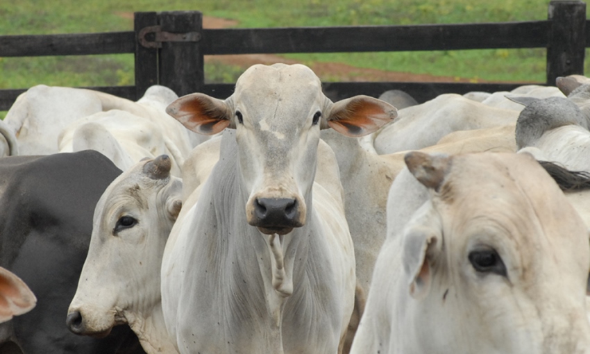 Produtores rurais devem vacinar 8,6 milhões de animais até 31 de maio