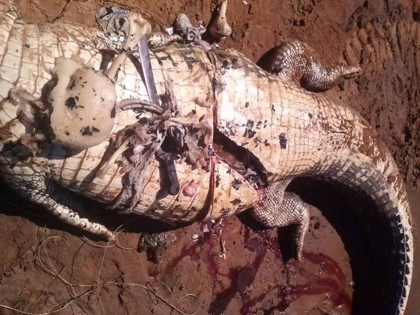 Restos mortais são encontrados em estômago de jacaré em Lagoa da Confusão- Notícia 1